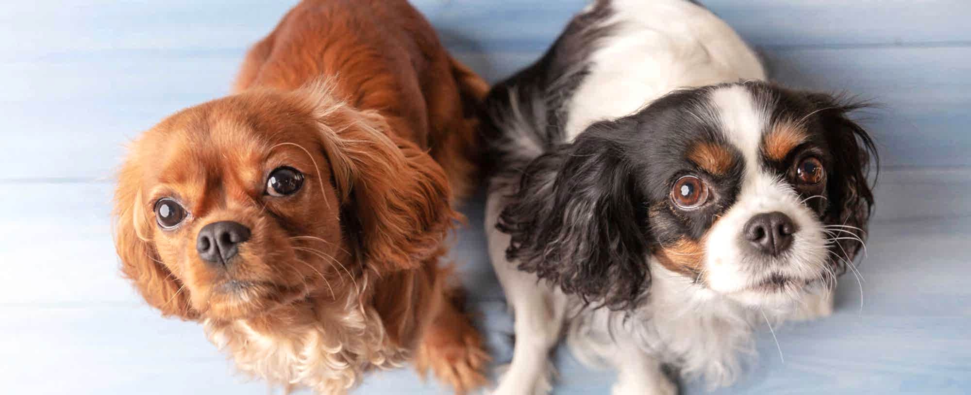 Kafessiz Konaklama...