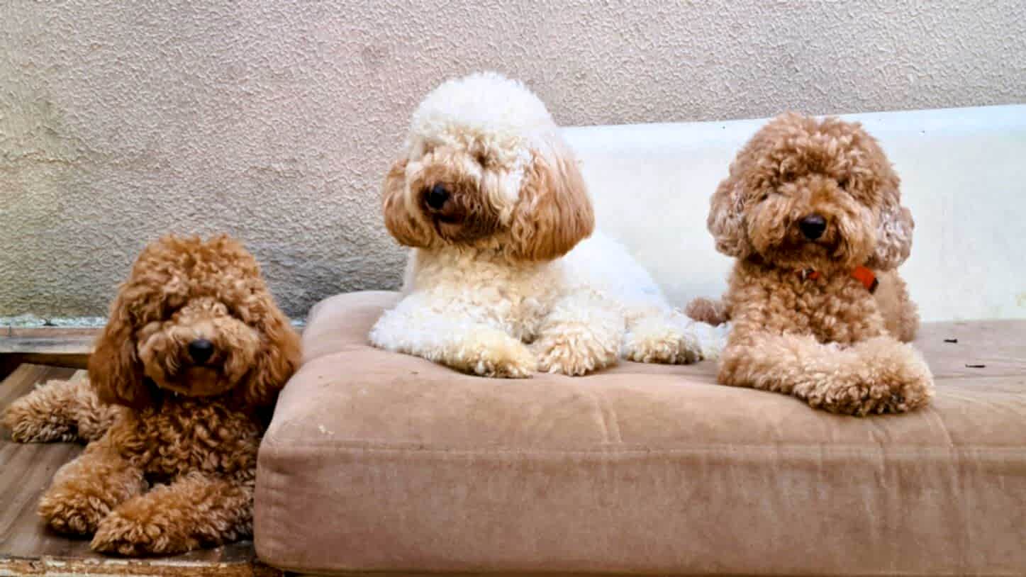 Keyifli Patim Köpek Oteli