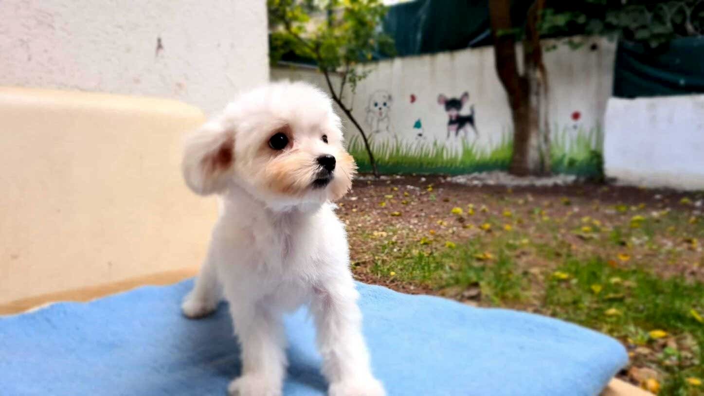 Keyifli Patim Pet Otel